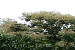 Tectona grandis